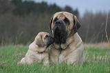 MASTIFF 154